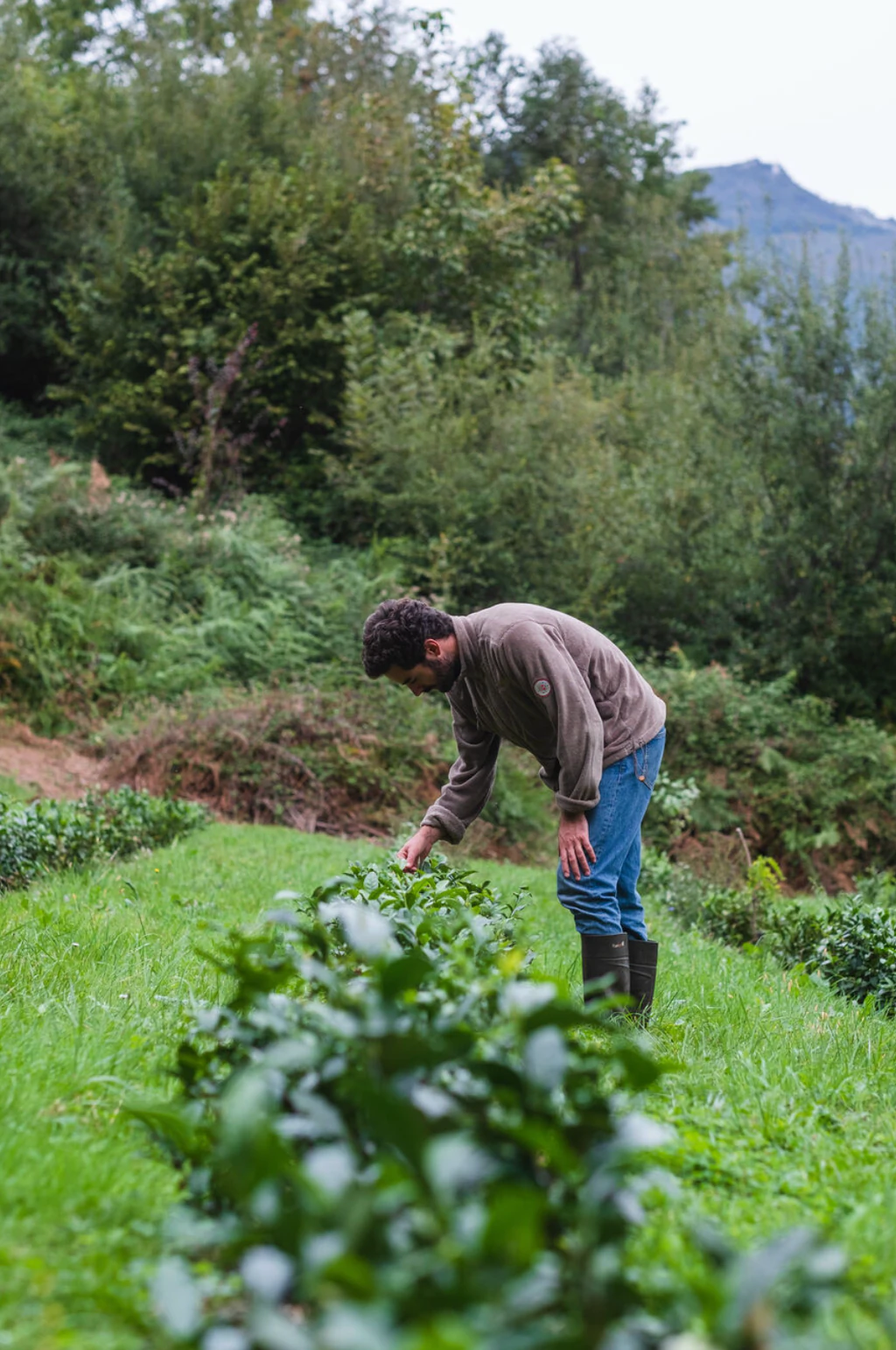 Luca Ben-Moura dans sa plantation de théier, dans les Hautes-Pyrénées